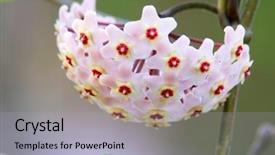  Presentation with wax - Colorful slides enhanced with flowery wax plant or hoya backdrop and a light gray colored foreground