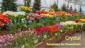  Presentation with green house - Beautiful presentation featuring flowral - flowers in green house floral backdrop and a tawny brown colored foreground