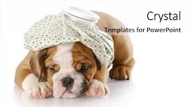  Presentation with english bulldog - Slide set consisting of flu shot - english bulldog puppy with hot background and a white colored foreground