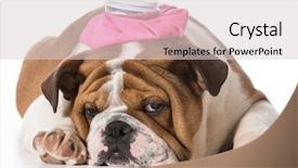  Presentation with english bulldog - Colorful slide set enhanced with flu virus - english bulldog puppy with pink backdrop and a lemonade colored foreground