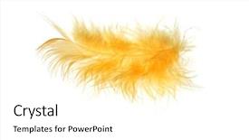  Presentation with feather cartoon - Cool new PPT theme with fluff - close-up decorative bird feather onvvwhite backdrop and a white colored foreground