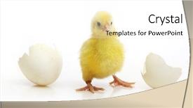  Presentation with chicken - PPT layouts having fluff - cute little chicken coming background and a white colored foreground