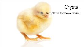  Presentation with chicken - PPT theme having fluff - cute little chicken isolated background and a  colored foreground