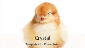  Presentation with chicken poultry farm white layer - Amazing slide deck having fluff - cute little chicken isolated backdrop and a lemonade colored foreground