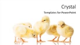  Presentation with chicken - Slide deck having fluff - group of small chicken isolated background and a white colored foreground