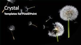  Presentation with wind - Colorful presentation enhanced with fluff - silhouettes of dandelions backdrop and a black colored foreground