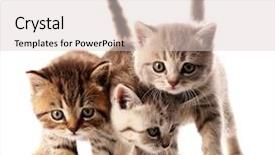  Presentation with cute - Presentation theme having fluff - small cute kittens isolated background and a  colored foreground