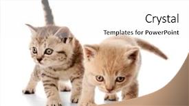  Presentation with hello kitty cute little kitten - Beautiful slides featuring fluff - small cute kittens isolated backdrop and a  colored foreground