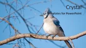  Presentation with winter blue - Presentation design with fluffed up blue jay cyanocitta background and a light blue colored foreground