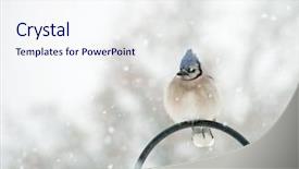  Presentation with blue header weather vane - Beautiful presentation featuring fluffed up blue jay cyanocitta backdrop and a sky blue colored foreground