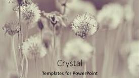  Presentation with seed - 