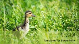  Presentation with duck - Presentation design featuring fluffy-baby-duck-walking background and a yellow colored foreground