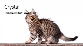  Presentation with wooden stick - Presentation consisting of fluffy beautiful black tabby maine background and a white colored foreground