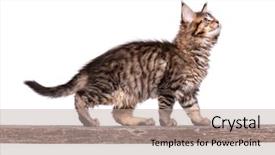  Presentation with wooden stick - Audience pleasing PPT theme consisting of fluffy beautiful black tabby maine backdrop and a coral colored foreground