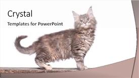  Presentation with wooden stick - Slide set featuring fluffy beautiful gray maine coon background and a white colored foreground