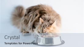  Presentation with bowl - Slide set having fluffy-cat-eating-from-bowl background and a light blue colored foreground