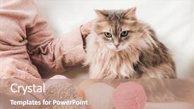  Presentation with cat - PPT layouts featuring fluffy cat with colorful lace background and a coral colored foreground