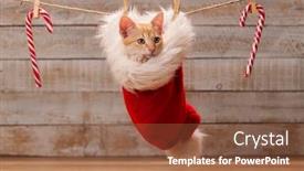  Presentation with christmas candy - Audience pleasing slides consisting of fluffy-christmas-present-cute-tabby backdrop and a tawny brown colored foreground