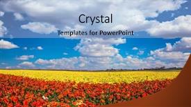  Presentation with rural tourism concept - Presentation design consisting of fluffy clouds over field of luxury garden buttercups the kibbutz in the south of israel concept of rural tourism and agrotourism background and a light blue colored foreground