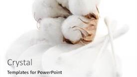 Presentation with cotton - Cool new PPT theme with fluffy cotton ball and cotton swabs and pads on a white background backdrop and a white colored foreground