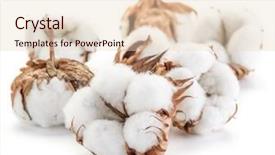  Presentation with plant cotton - Beautiful theme featuring fluffy cotton ball of cotton backdrop and a lemonade colored foreground