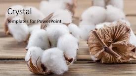  Presentation with plant cotton - Amazing theme having fluffy cotton ball of cotton backdrop and a mint green colored foreground