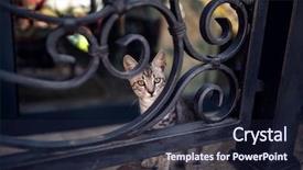  Presentation with cute cat and dog - Amazing slide set having fluffy cute tabby cat stays backdrop and a wine colored foreground