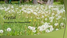  Presentation with beautiful spring flowers - Presentation theme consisting of fluffy dandelions in nature background and a yellow colored foreground