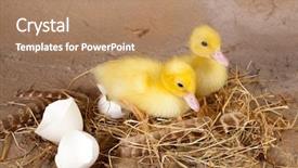  Presentation with eggshells - PPT layouts with fluffy easter ducklings sitting background and a  colored foreground