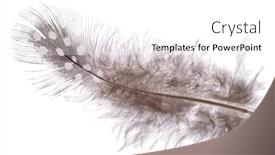  Presentation with feather - 