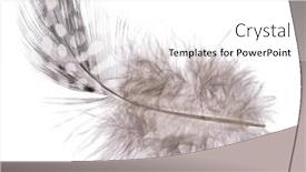  Presentation with feather - Slide deck enhanced with fluffy-feather-isolated-on-white background and a white colored foreground