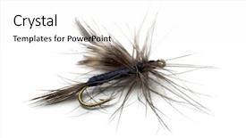  Presentation with drosophila melanogaster a fruit fly - Slide deck with fluffy fly fishing hook isolated background and a white colored foreground