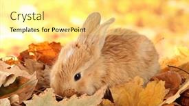  Presentation with rabbit - Colorful presentation theme enhanced with fluffy-foxy-rabbit-on-leaves backdrop and a blonde colored foreground