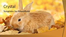  Presentation with rabbit - Audience pleasing presentation theme consisting of fluffy foxy rabbit on leaves in park backdrop and a yellow colored foreground