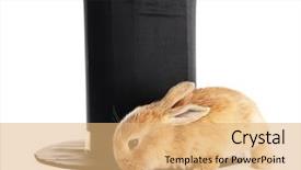  Presentation with cylinder - PPT layouts enhanced with fluffy foxy rabbit with black background and a coral colored foreground