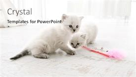  Presentation with together - Slide deck featuring fluffy-ragdoll-kittens-at-home and a white colored foreground