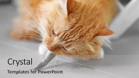  Presentation with cat - Beautiful slides featuring fluffy red cat eating fish backdrop and a light gray colored foreground