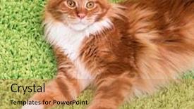  Presentation with red carpet - Audience pleasing PPT layouts consisting of fluffy red kitty lying on a green carpet portrait of domestic ginger maine coon kitten top view point playful young cat looking upwards backdrop and a coral colored foreground