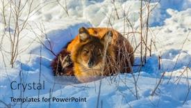  Presentation with animals winter - Slide deck with fluffy-redhead-fox-resting-ranua background and a teal colored foreground