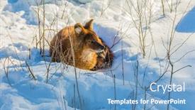  Presentation with animals winter - Colorful PPT theme enhanced with fluffy-redhead-fox-resting backdrop and a teal colored foreground