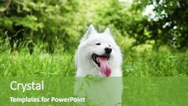  Presentation with green trees in park - Audience pleasing PPT layouts consisting of fluffy samoyed dog in green backdrop and a seafoam green colored foreground