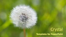  Presentation with seed - Beautiful presentation theme featuring fluffy-seed-of-dandelion backdrop and a tawny brown colored foreground