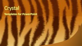  Presentation with tiger - PPT layouts consisting of fluffy skin of a tiger background and a tawny brown colored foreground