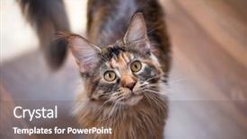  Presentation with upwards - Beautiful PPT theme featuring fluffy tortoiseshell kitty backdrop and a tawny brown colored foreground