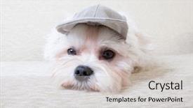  Presentation with cute - Cool new PPT layouts with valuable times value challenge money backdrop and a coral colored foreground