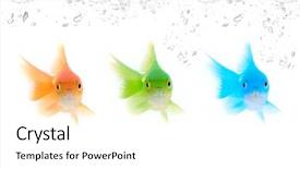  Presentation with fishes - PPT theme consisting of life anmals - different color fishes isolated background and a white colored foreground