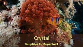  Presentation with juvenile - Presentation theme with fluorescent red anemone and juvenile anemonefish background and a tawny brown colored foreground