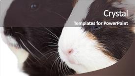  Presentation with pigs - Audience pleasing slides consisting of flurried - close up of two cute backdrop and a dark gray colored foreground