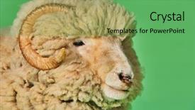  Presentation with green chemistry close up - Colorful slide deck enhanced with flurried - closeup of ram against green backdrop and a  colored foreground