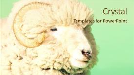  Presentation with green - Slide set featuring flurried - closeup of ram against green background and a  colored foreground